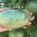 满天星百香果苗10~20cm