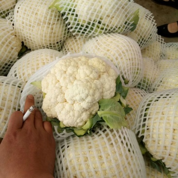 白花菜花1斤紧密乳白