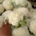 白花菜花1斤紧密乳白