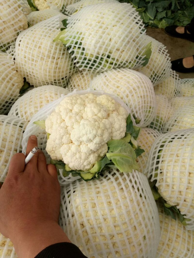 白花菜花1斤紧密乳白