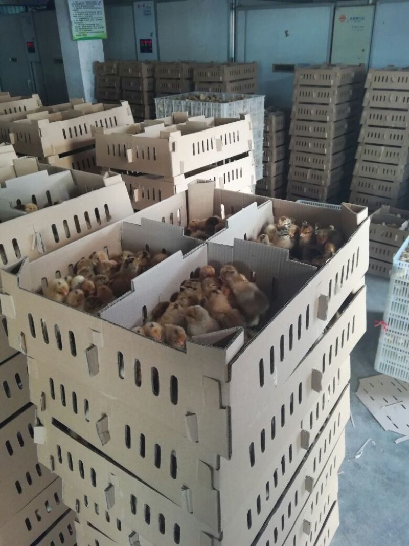 绿壳蛋鸡苗出壳苗35~45克雄