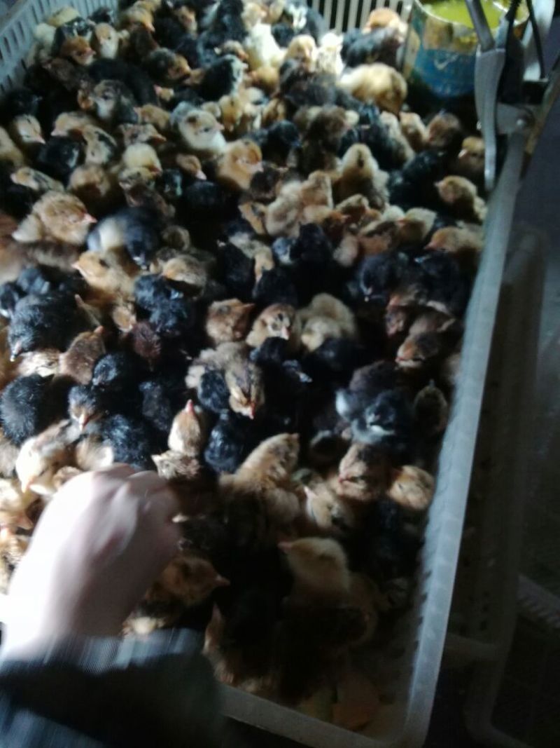 绿壳蛋鸡苗出壳苗35~45克雄