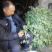野金银花，自然生长，入药泡茶**，无任何添加。