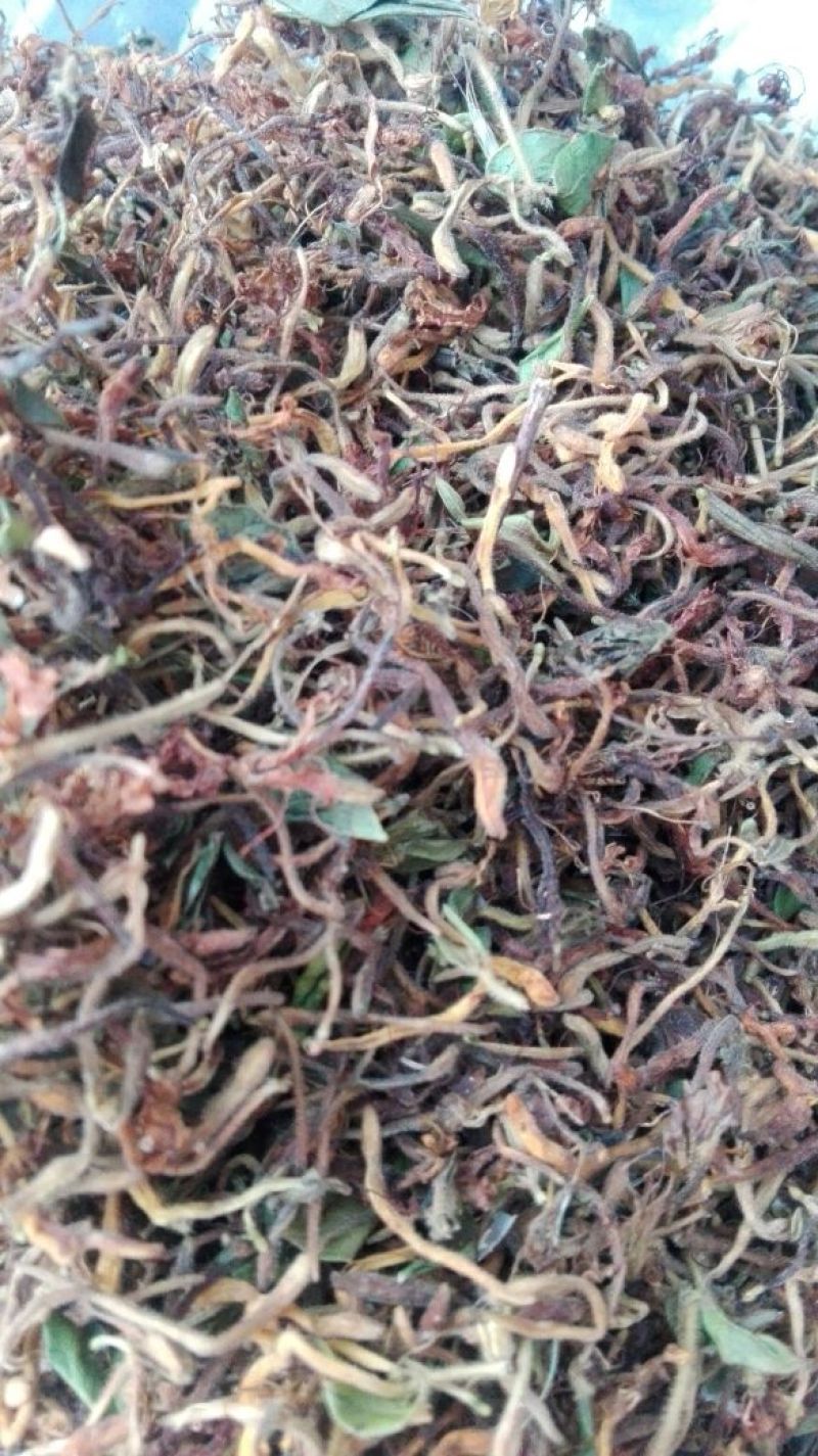 野金银花，自然生长，入药泡茶**，无任何添加。