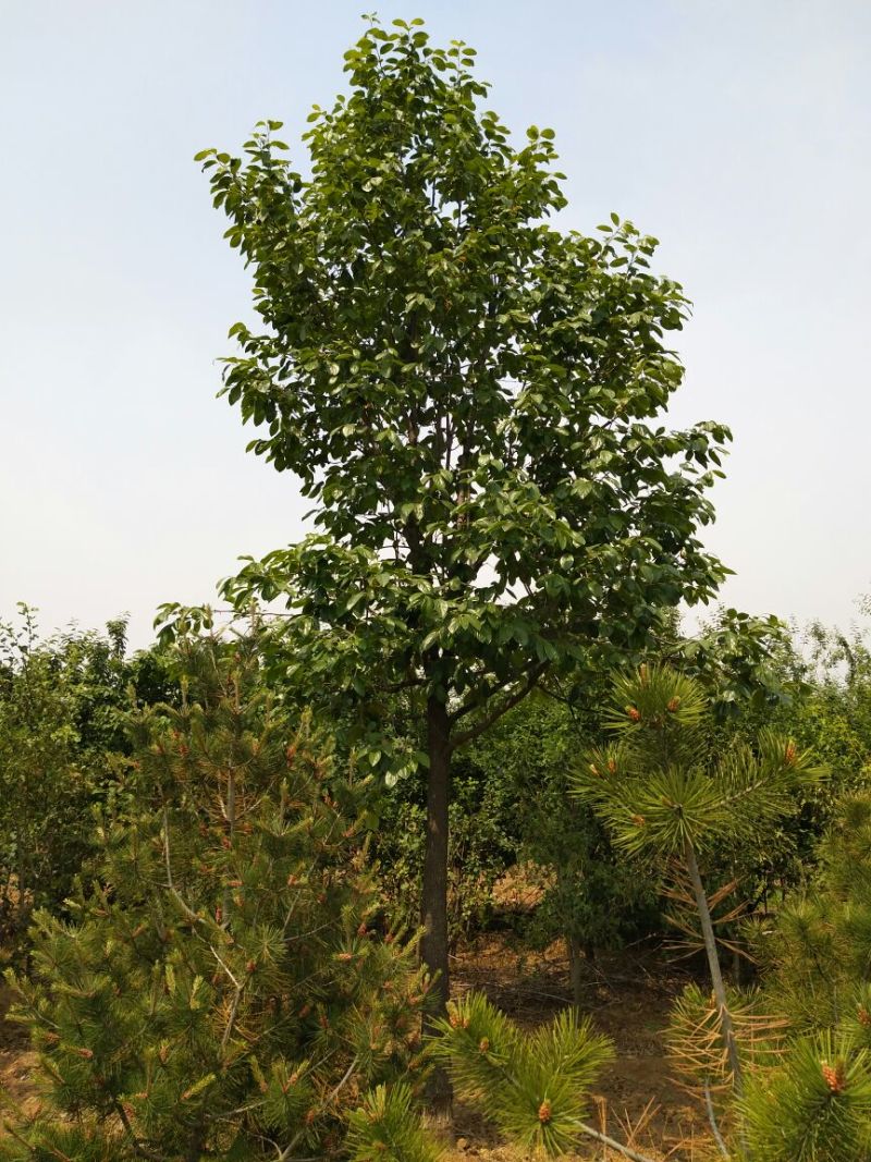 柿树16~18cm14~16cm4米以上