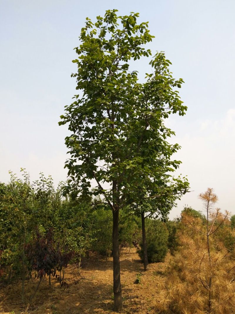 柿树16~18cm14~16cm4米以上