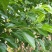 攀枝花果园桑树苗50~60cm量大更优惠