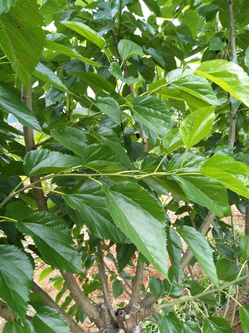 攀枝花果园桑树苗50~60cm量大更优惠