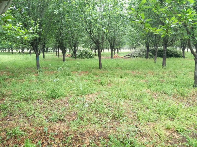 西府海棠14~16cm14~16cm14~16cm