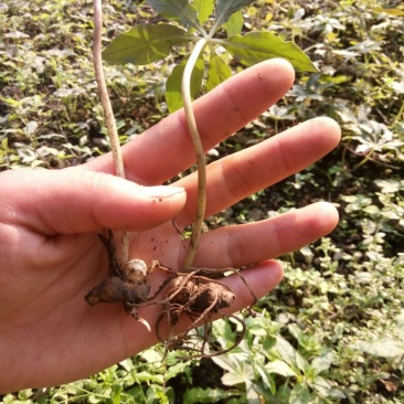 重楼苗（七叶一枝花）一年苗，苗好成活率高