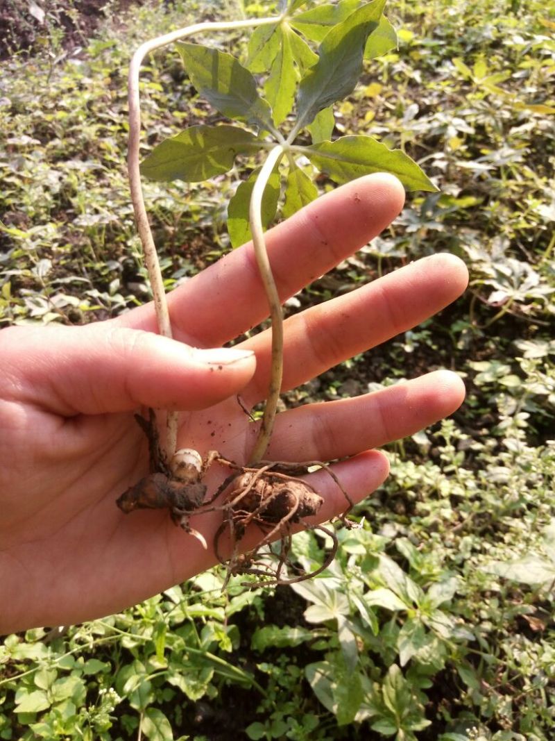 重楼苗（七叶一枝花）一年苗，苗好成活率高
