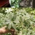 重楼苗（七叶一枝花）一年苗，苗好成活率高