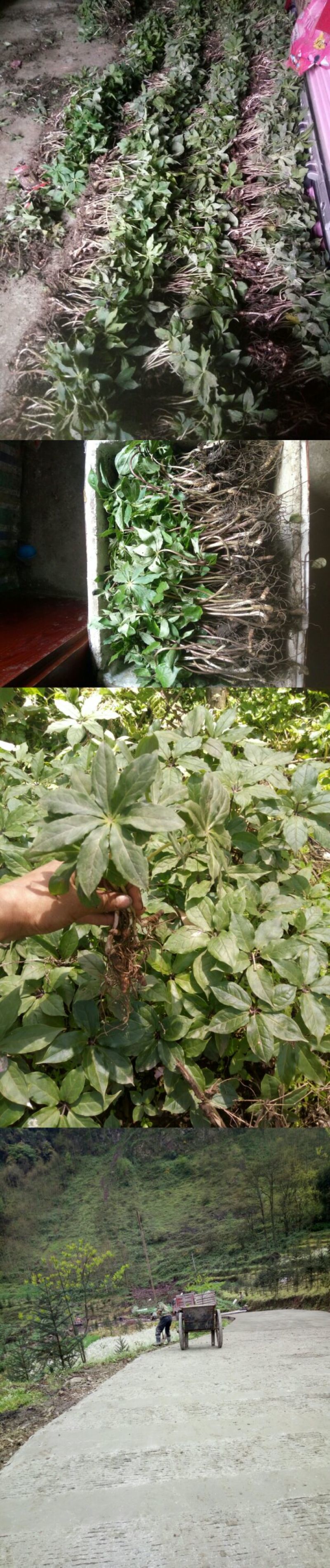 重楼苗（七叶一枝花）一年苗，苗好成活率高
