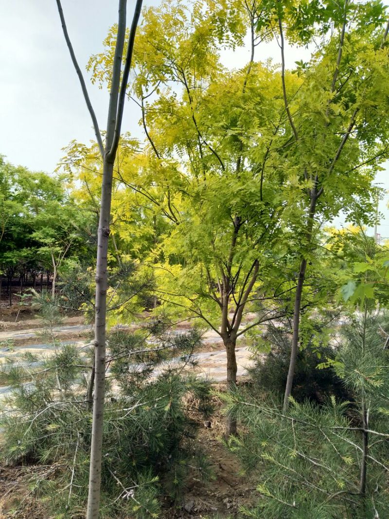 黄金槐8~10cm8~10cm3米以上