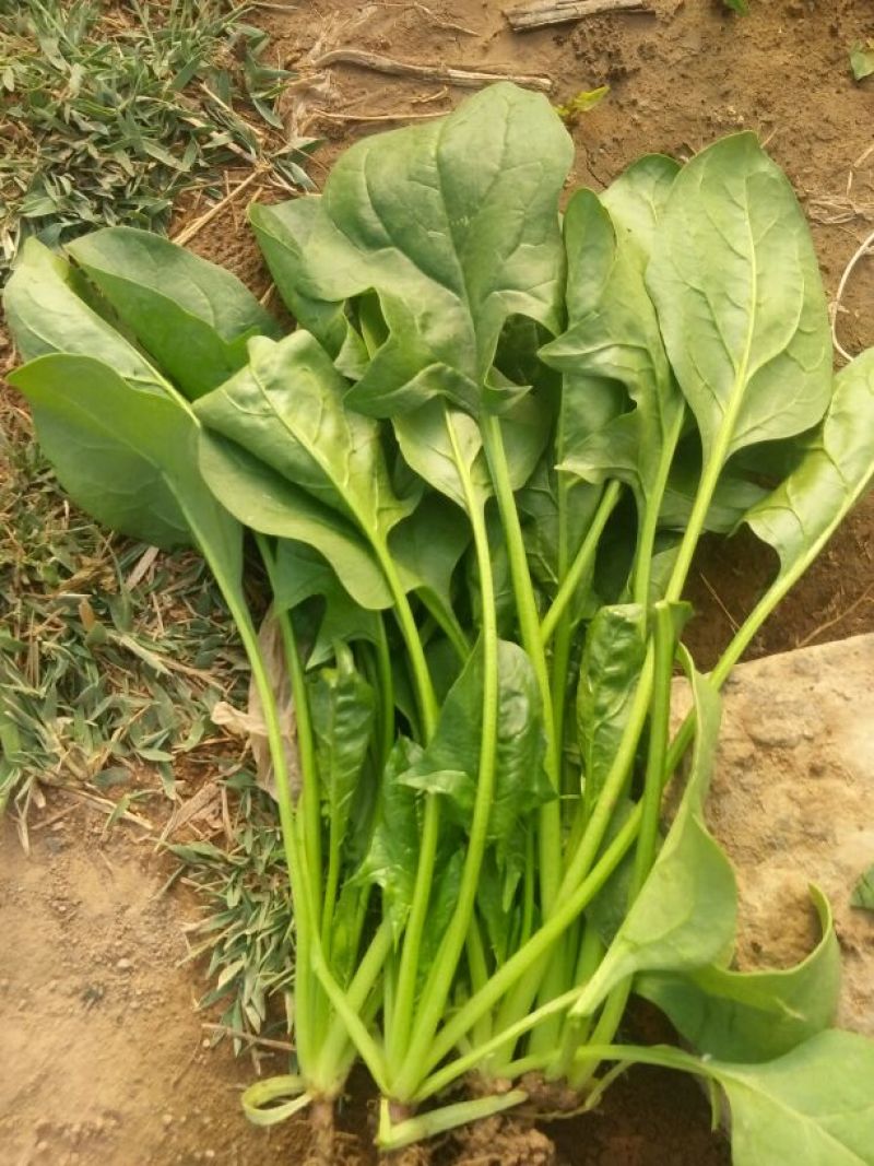 大叶菠菜25~30厘米
