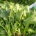 大叶菠菜25~30厘米