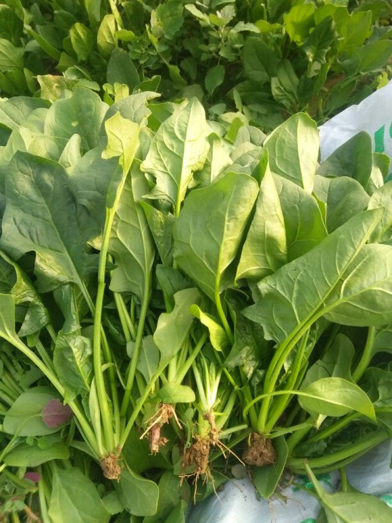 大叶菠菜25~30厘米