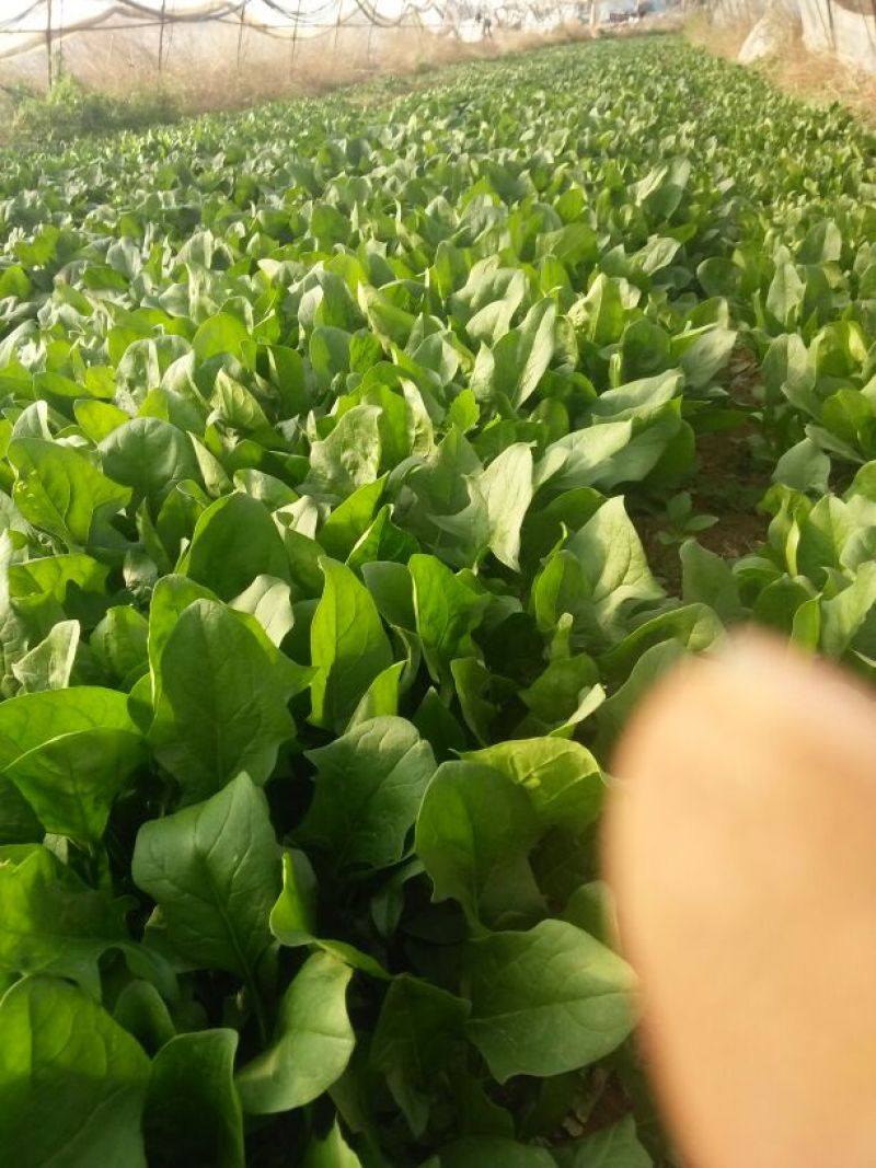 大叶菠菜25~30厘米