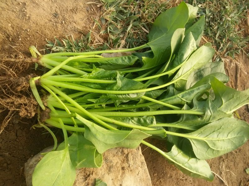 大叶菠菜25~30厘米