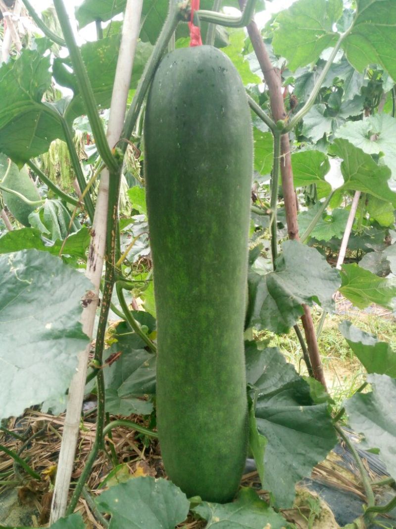 黑皮冬瓜20斤以上吊冬瓜