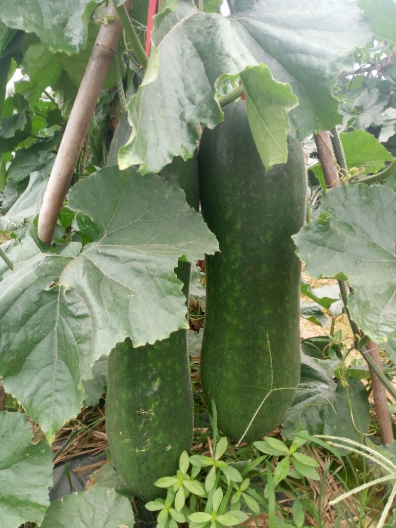 黑皮冬瓜20斤以上吊冬瓜