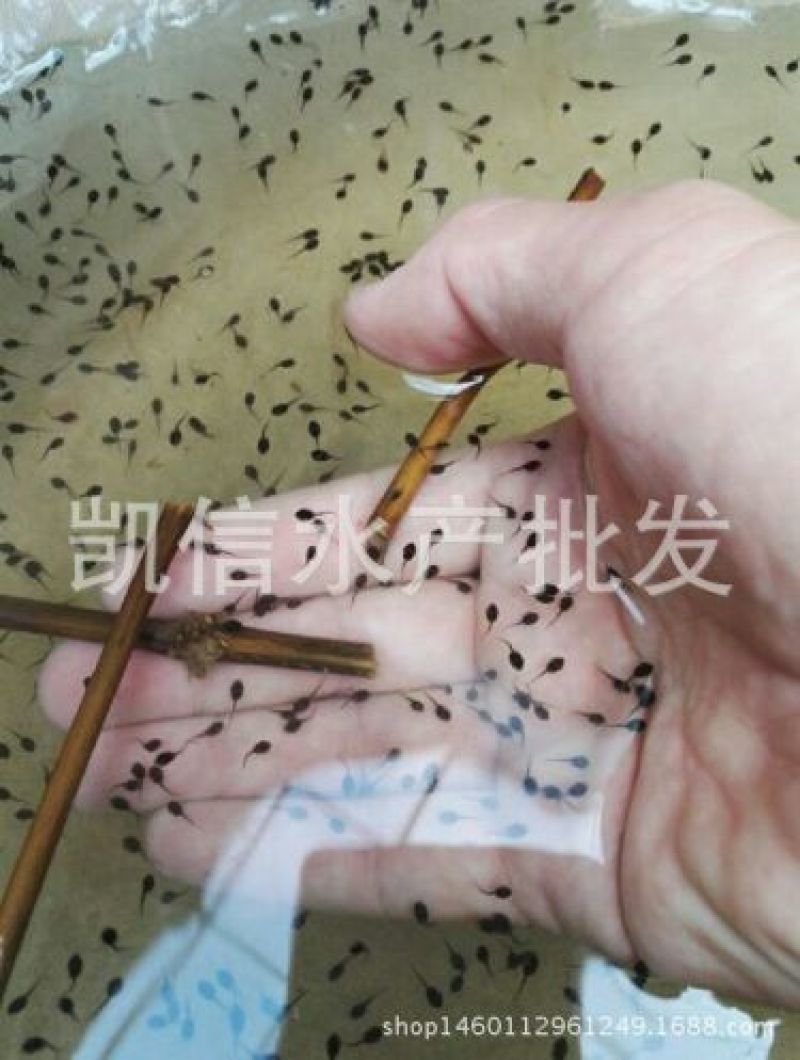 牛蛙蝌蚪