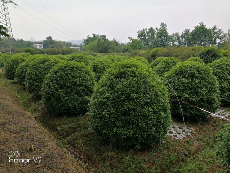 桂花树10~12cm2.5~3米2~3米