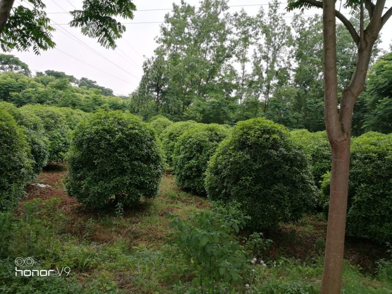 桂花树10~12cm2.5~3米2~3米