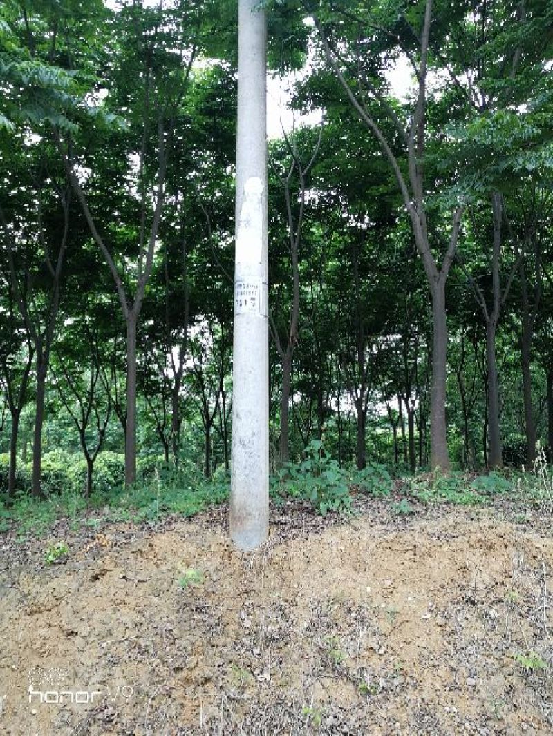 栾树16~18cm12~14cm4米以上
