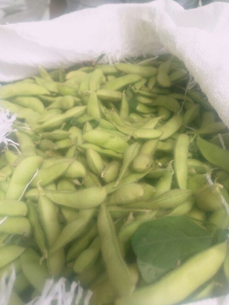 翠绿宝大量上市了，需要的朋友通过一亩田毛豆12~18克