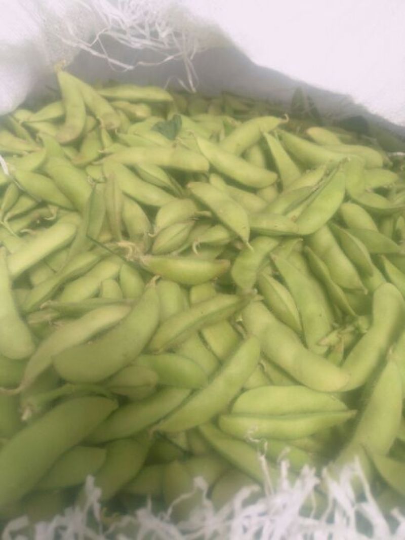 翠绿宝大量上市了，需要的朋友通过一亩田毛豆12~18克