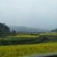 油菜籽5