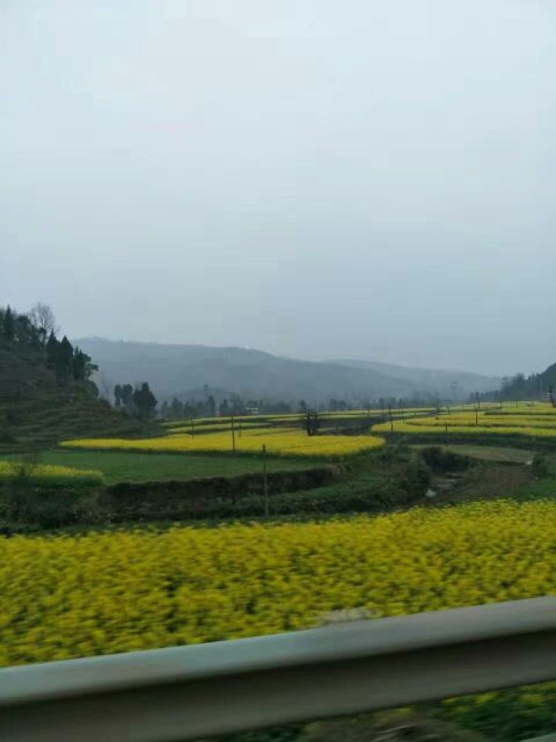 油菜籽5