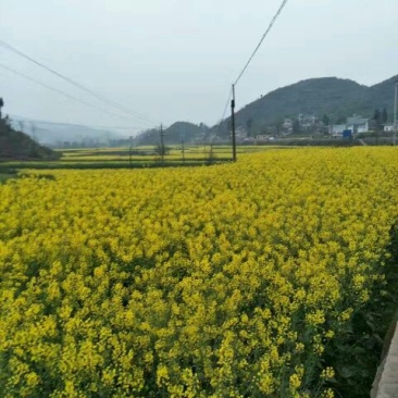 油菜籽5
