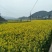 油菜籽5
