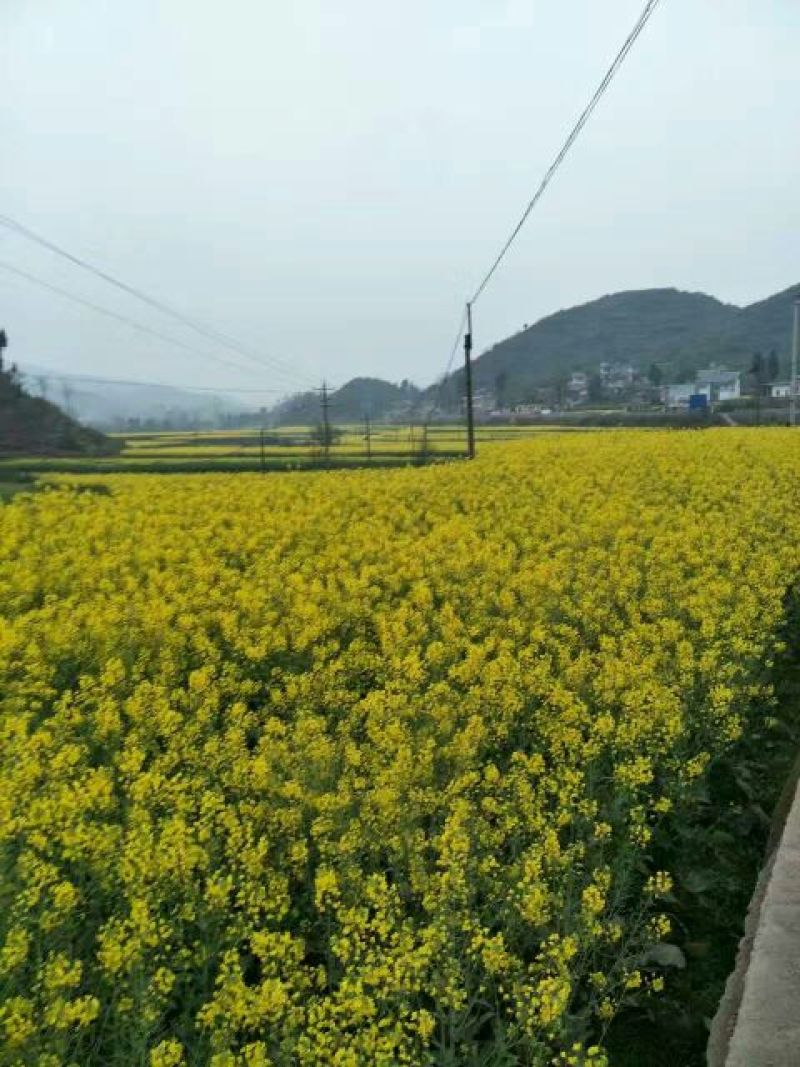 油菜籽5