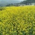 油菜籽5
