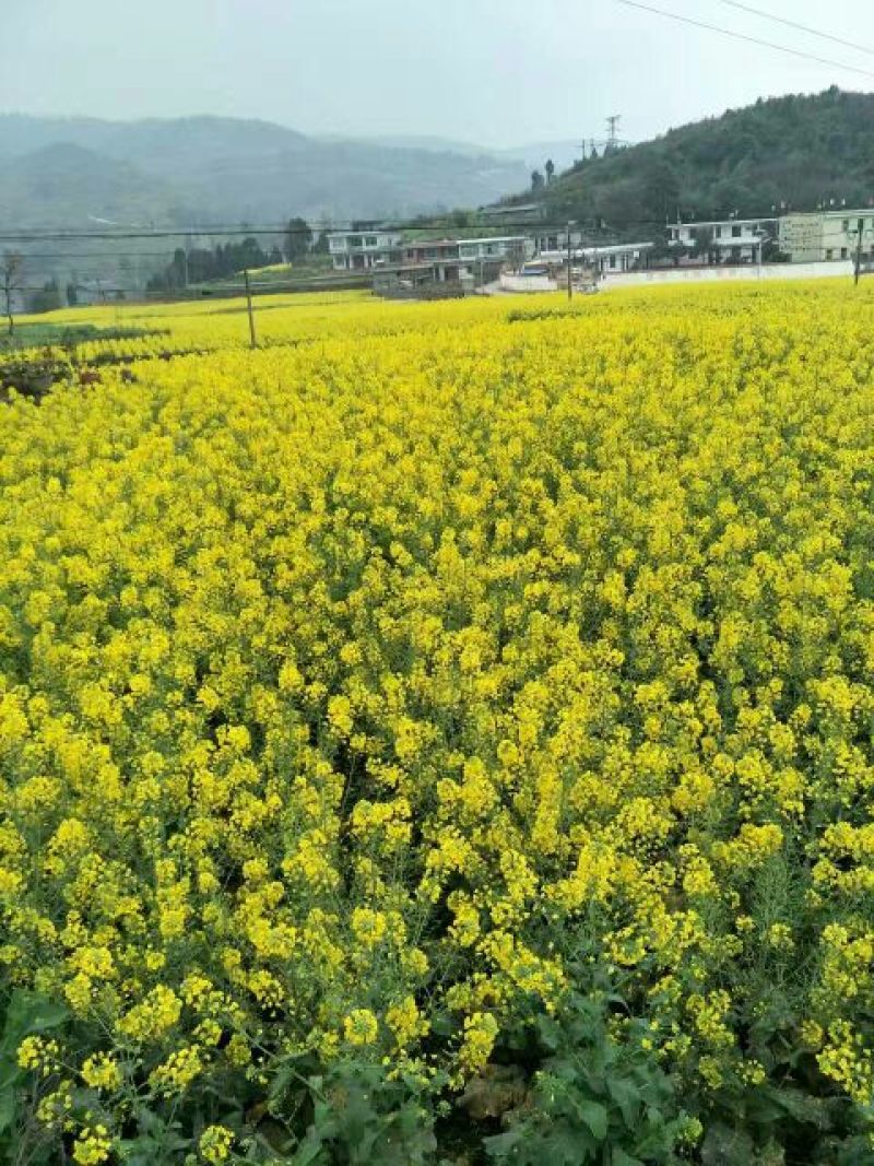 油菜籽5
