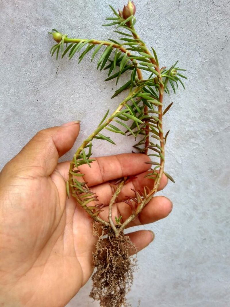 太阳花，耐热，15种花色包邮.广东省德庆县产地直供。