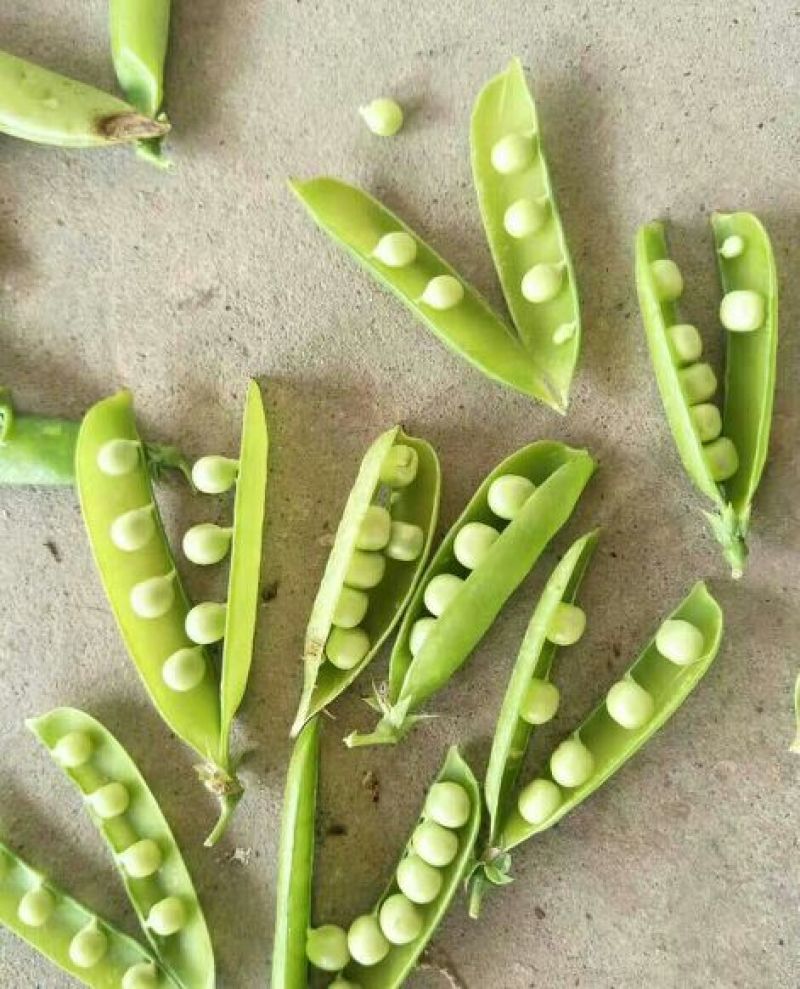 基地直供【豌豆荚】量大从优诚信经营质量保证