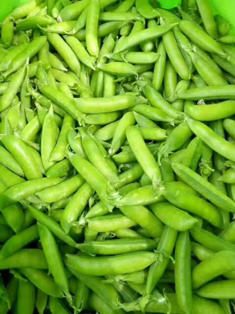 基地直供【豌豆荚】量大从优诚信经营质量保证