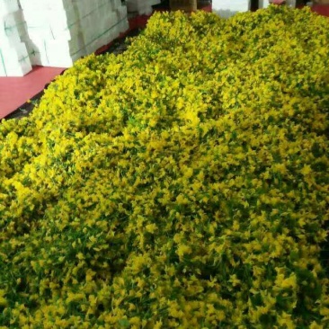 青瓜花特菜，产地直销
