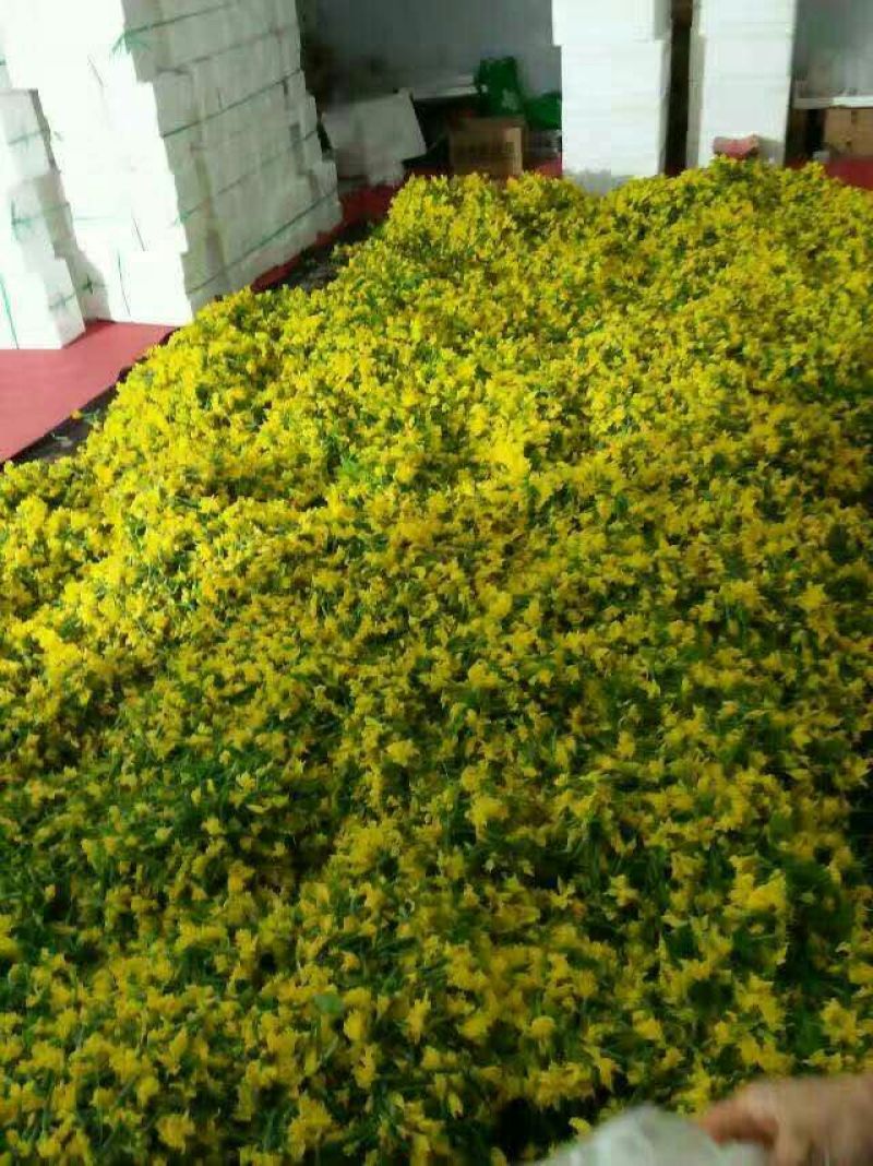 青瓜花特菜，产地直销