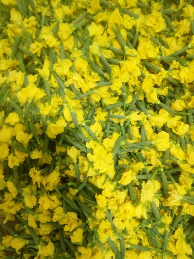 青瓜花特菜，产地直销