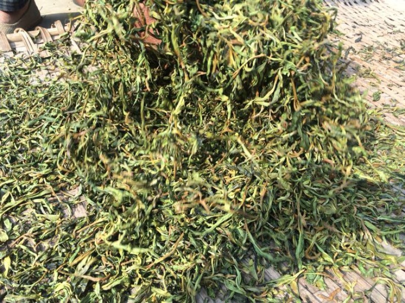 古树普洱茶