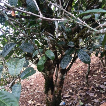 古树普洱茶