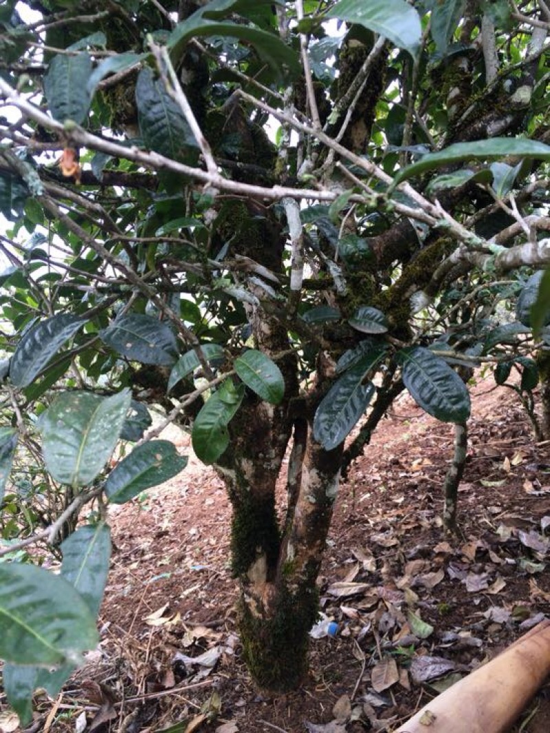 古树普洱茶