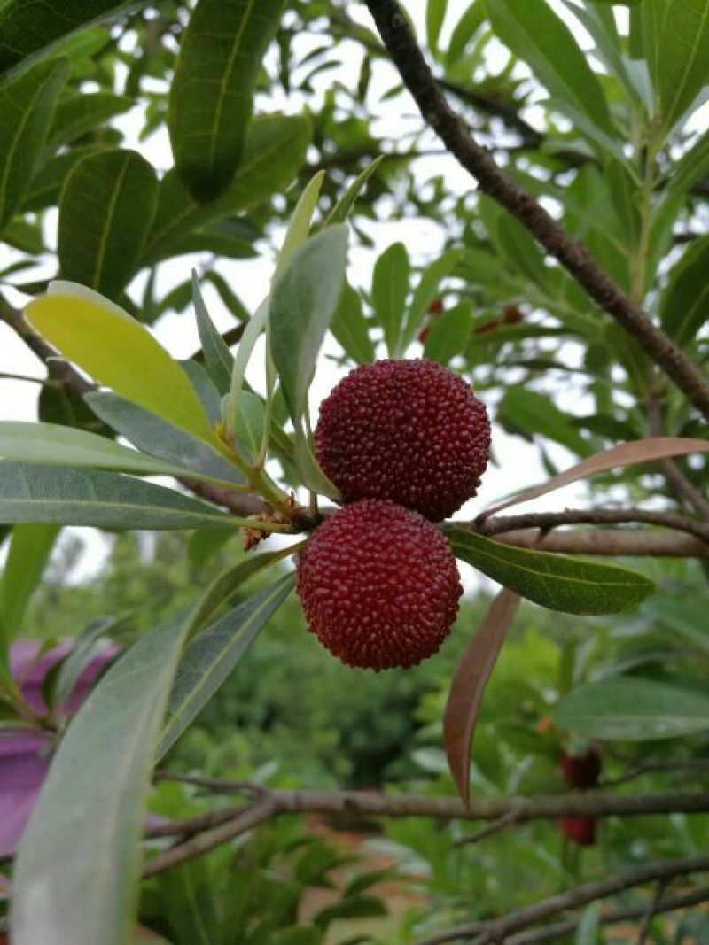 东魁杨梅3~4cm