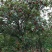 东魁杨梅3~4cm