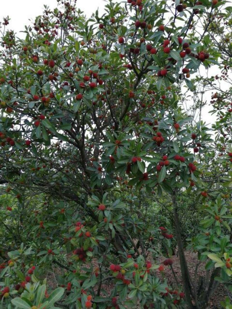 东魁杨梅3~4cm